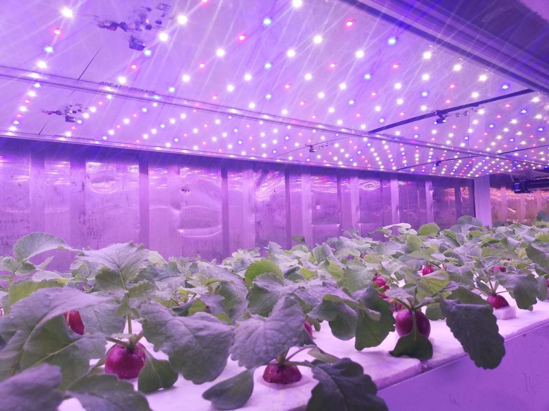 Jenis kontainer Mesin pakan hijau Mesin penanaman hidroponik komersial