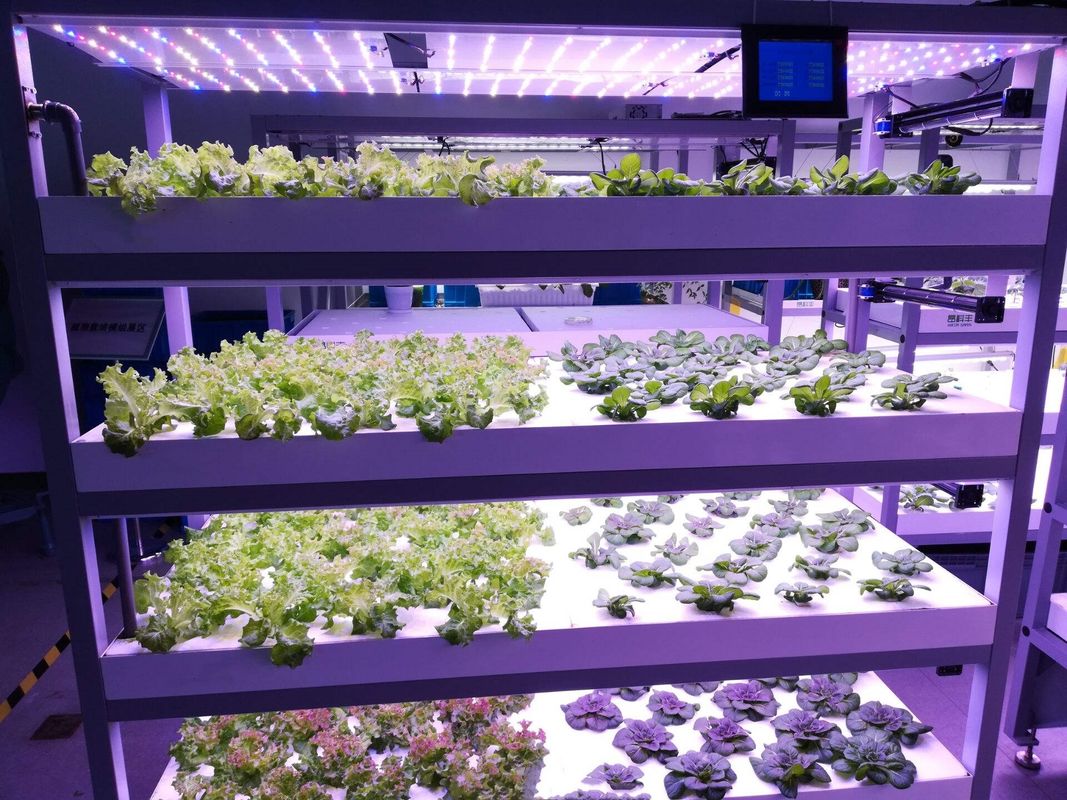 Jenis kontainer Mesin pakan hijau Mesin penanaman hidroponik komersial